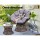 Gardeon Outdoor Lounge Set: Brown Wicker Papasan Chairs, 360° Rotatable, UV-Resistant Cushions, Tempered Glass Table