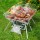 Grillz 2-in-1 Portable Fire Pit BBQ Grill, Stainless Steel, 35cm, Includes Carry Bag, Ideal for Camping & Patios