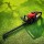 Giantz 25.4CC Petrol Hedge Trimmer 24" Ultra-Hardened Dual Blade, Lightweight, Low Vibration, Easy Start