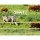 Giantz 1200M Electric Fence Polytape - 12mm Red & White, Highly Visible, UV Stabilised, 5 Stainless Steel Strands