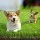 Primeturf Artificial Grass 20mm 4-Coloured 20SQM - Lush, Durable & UV-Stabilised Synthetic Lawn for Easy Installation