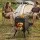 Grillz Portable Wood Burning Fire Pit BBQ Stove for Camping Outdoor Cooking and Picnics Black