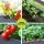 Green Fingers Raised Garden Bed x2, 100x40x80cm Galvanised Steel Planter Box with Wheels, Storage Shelf, Elevated Design