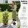 Green Fingers 5-Tier Stackable Vertical Garden Bed – Tan, 35x35x75cm, Movable Casters, Auto Drainage, Indoor/Outdoor