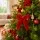 Jingle Jollys 24 Piece Red Velvet Christmas Tree Bows 9cm x 9.5cm for Wreaths Garlands and Gifts