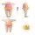 Inflatable Ballerina Costume Adult Funny Fat Suit with Built-In Fan Pink One Size 160–180cm Fancy Dress