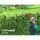 Giantz Cordless 2in1 Chainsaw, Trimmer, 8in Chain Saw, 20V Battery, 2.7m Reach, Auto-Oil,
