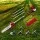 Giantz 40CC 4-Stroke 7-in-1 Pole Chainsaw Combo with Hedge Trimmer, Brush Cutter, Whipper Snipper & Extension Poles