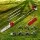 Giantz 62CC 9-in-1 Multi-Tool Gardener: Pole Chainsaw, Hedge Trimmer, Brush Cutter, Whipper Snipper with 4.3